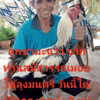 ค่ายอนุรักษ์ไก่ชนเมืองหนาว (สังกัดสมีสุวรรณ)