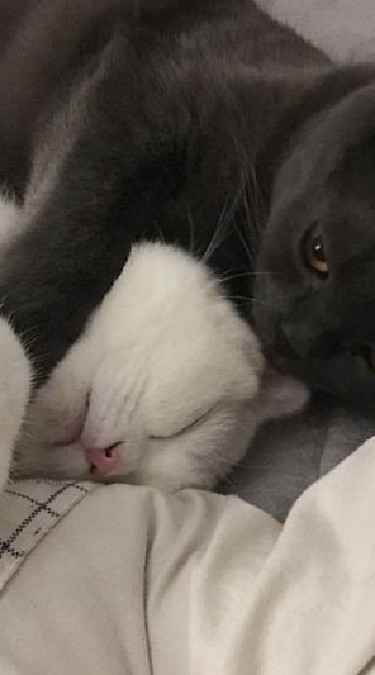 Meow family😸💗