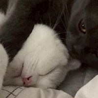 Meow family😸💗