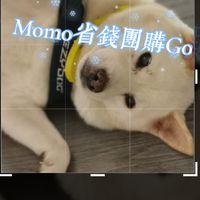 Momo省錢團購GO