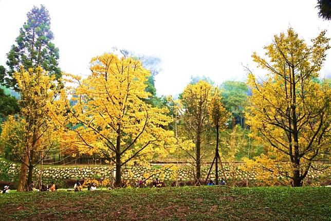 ▲圖片來源：愛上杉林溪fb