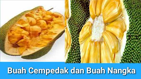 20 Manfaat Buah Cempedak Kandungan Dan Efek Samping