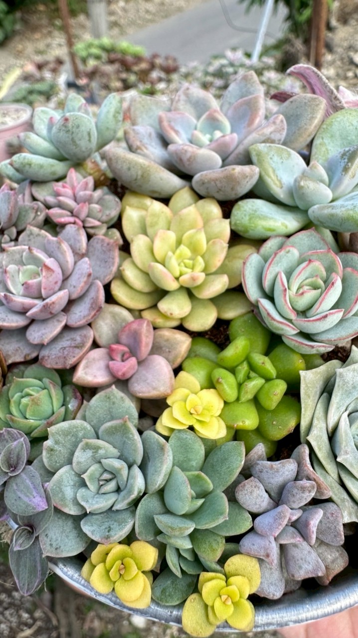 台東綻放花店🌵💐