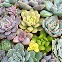 台東綻放花店🌵💐