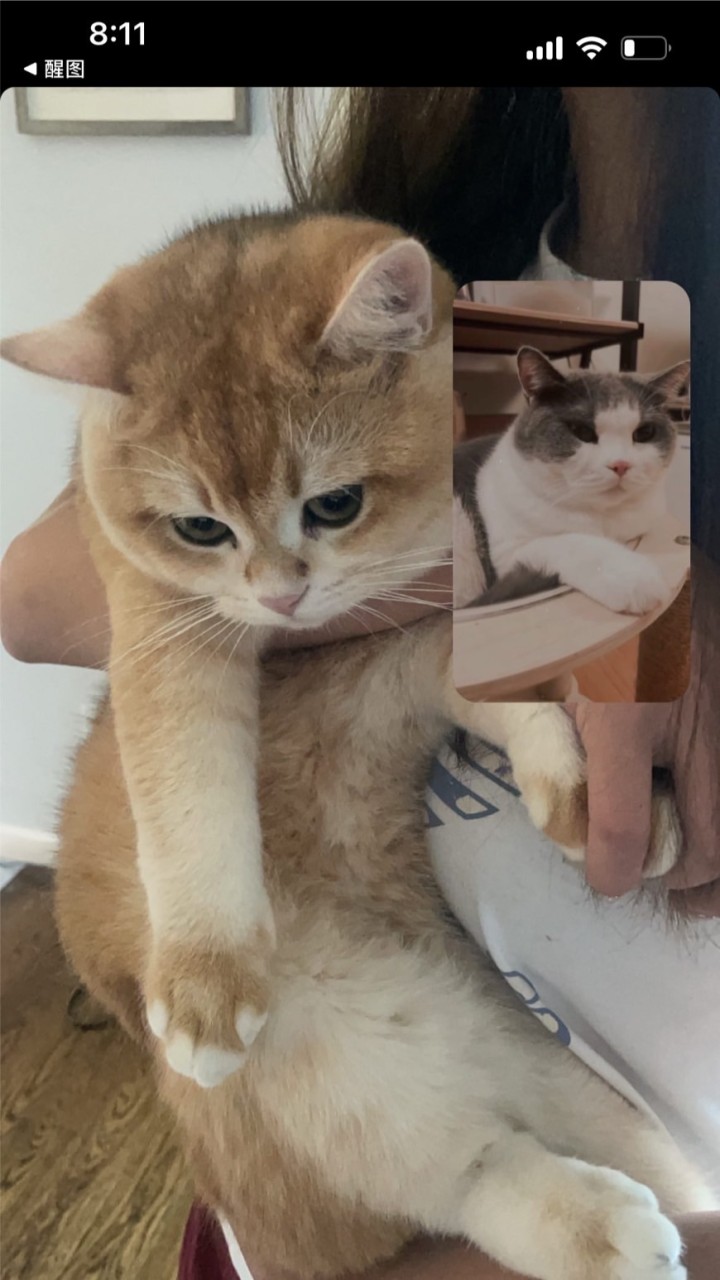 貓奴集中營