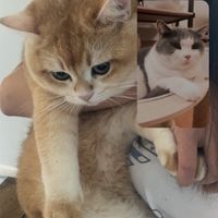 貓奴集中營