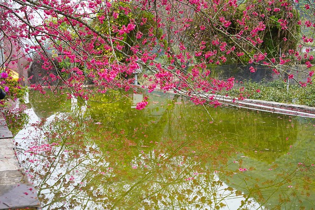 2022草坪頭櫻花季
