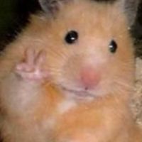 🐹倉鼠部落格🐹