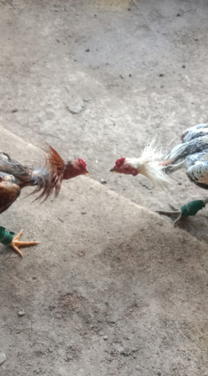 เพื่อนไก่ชน