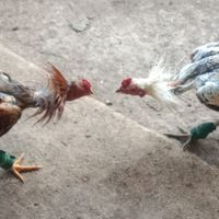 เพื่อนไก่ชน