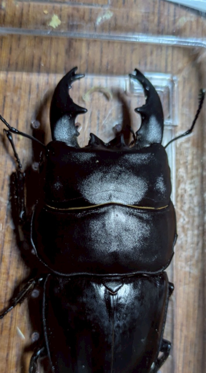 クワカブ愛好家の会