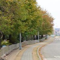 楓樹里大小事