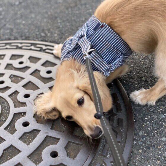 犬が地面にスリスリするワケとは