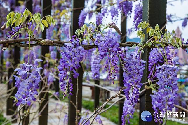 嘉義瑞里紫藤花季3月登場23處賞花景點大公開 台灣好新聞 Line Today