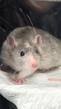 摸摸鼠皮蛋餅🐀🥞