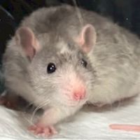 摸摸鼠皮蛋餅🐀🥞