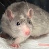 摸摸鼠皮蛋餅🐀🥞