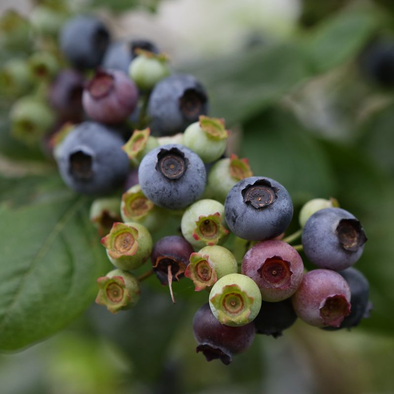 台灣農場趴趴走- [新竹]採果體驗-雪霸休閒農場〔小藍莓、奇異果〕