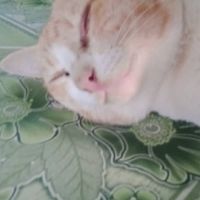 พัค ป่องล่อง ปีกไก่