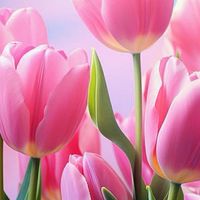 大人の雑談🌷enjoy🙌昭和世代 ♬.*ﾟ優しいライブトーク🎙️