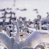 ⭐︎宮城県限定⭐︎サレ妻/サレ夫の会(不倫被害者の会)