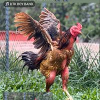 ฟาร์มเพาะไก่ทีเด็ดบ้านสวนเทามีดบิน