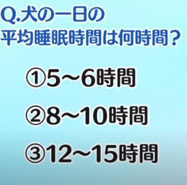 犬の平均睡眠時間は 子犬と成犬では違う