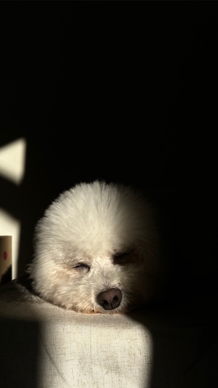 沛沛屋🐾