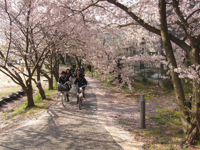 日本開學日 櫻花通學