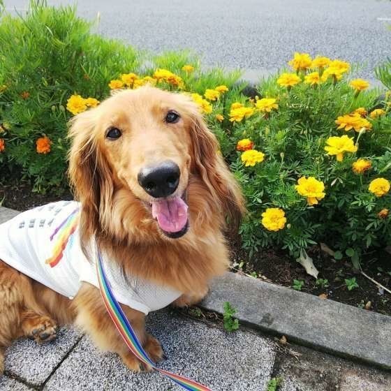 楽しそうな犬の歩き方に注意して 病気やケガの可能性も いぬのきもちnews