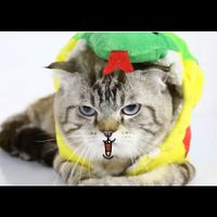 We Are Lovely Pet