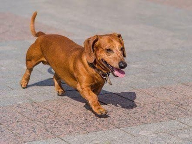 知っておきたい犬が脱走する理由と改善策 いぬのきもちnews
