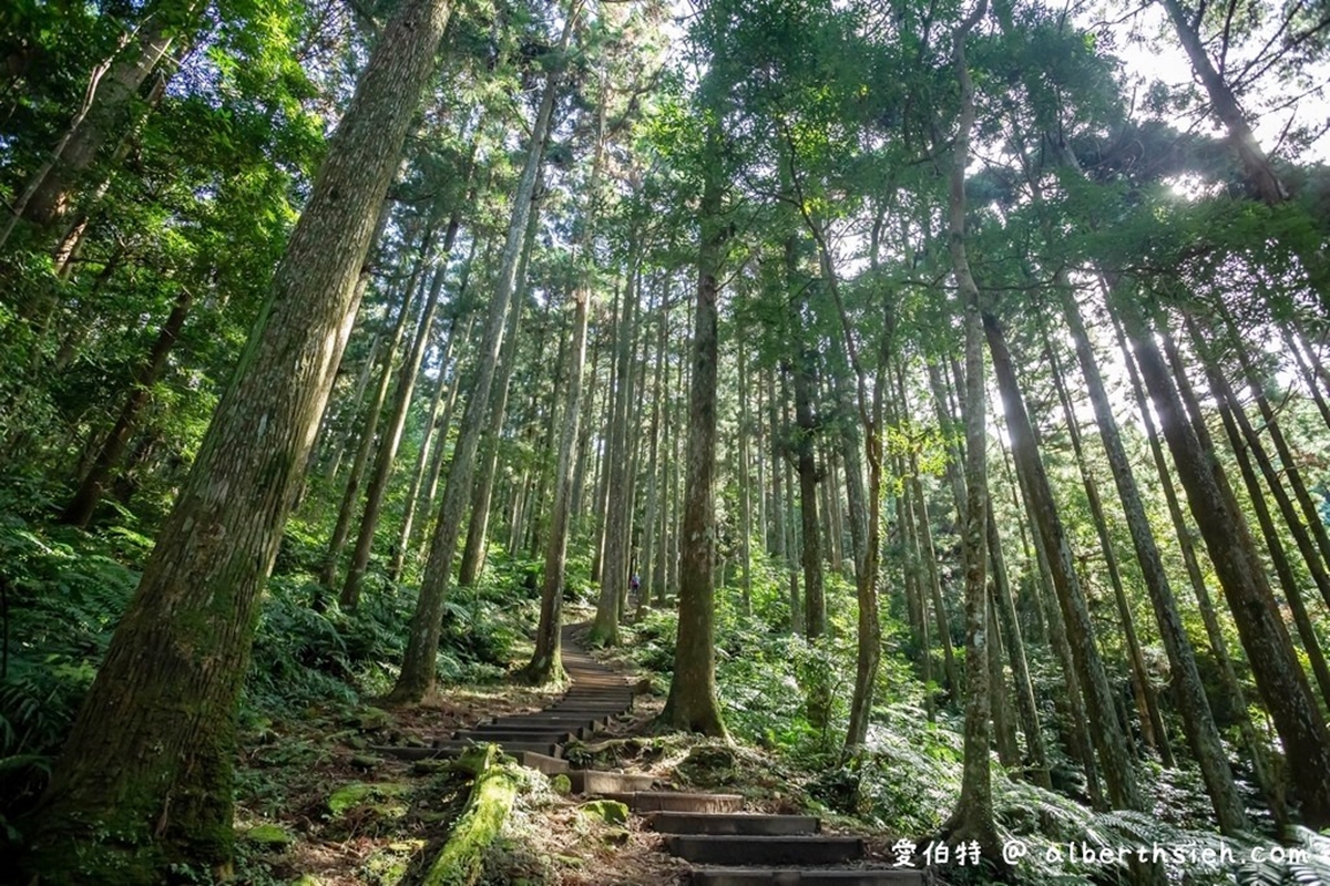 負離子、芬多精吸到飽！最強國家森林遊樂區TOP10：千年神木、免門票逛整天