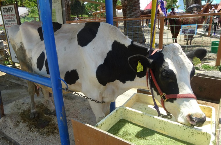 ワールド牧場 Line Official Account