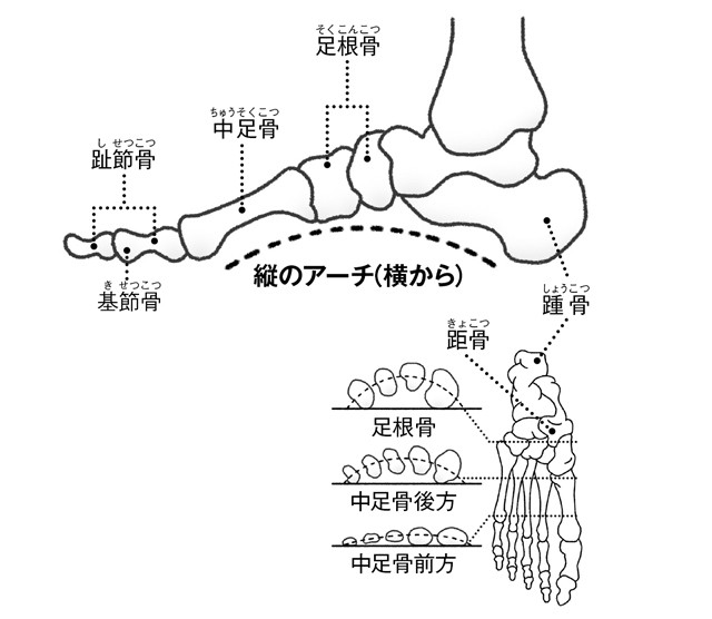 アーチの崩れが招く 足の構造から知る 外反母趾 の仕組み