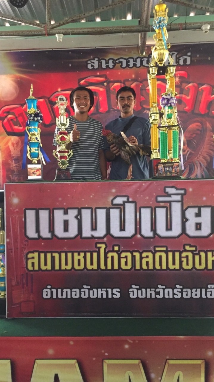 ขายไก่หนุ่มสายเลือดดี #ไก่ชนสายเลือดเงินล้าน