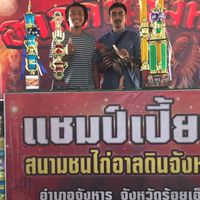 ขายไก่หนุ่มสายเลือดดี #ไก่ชนสายเลือดเงินล้าน