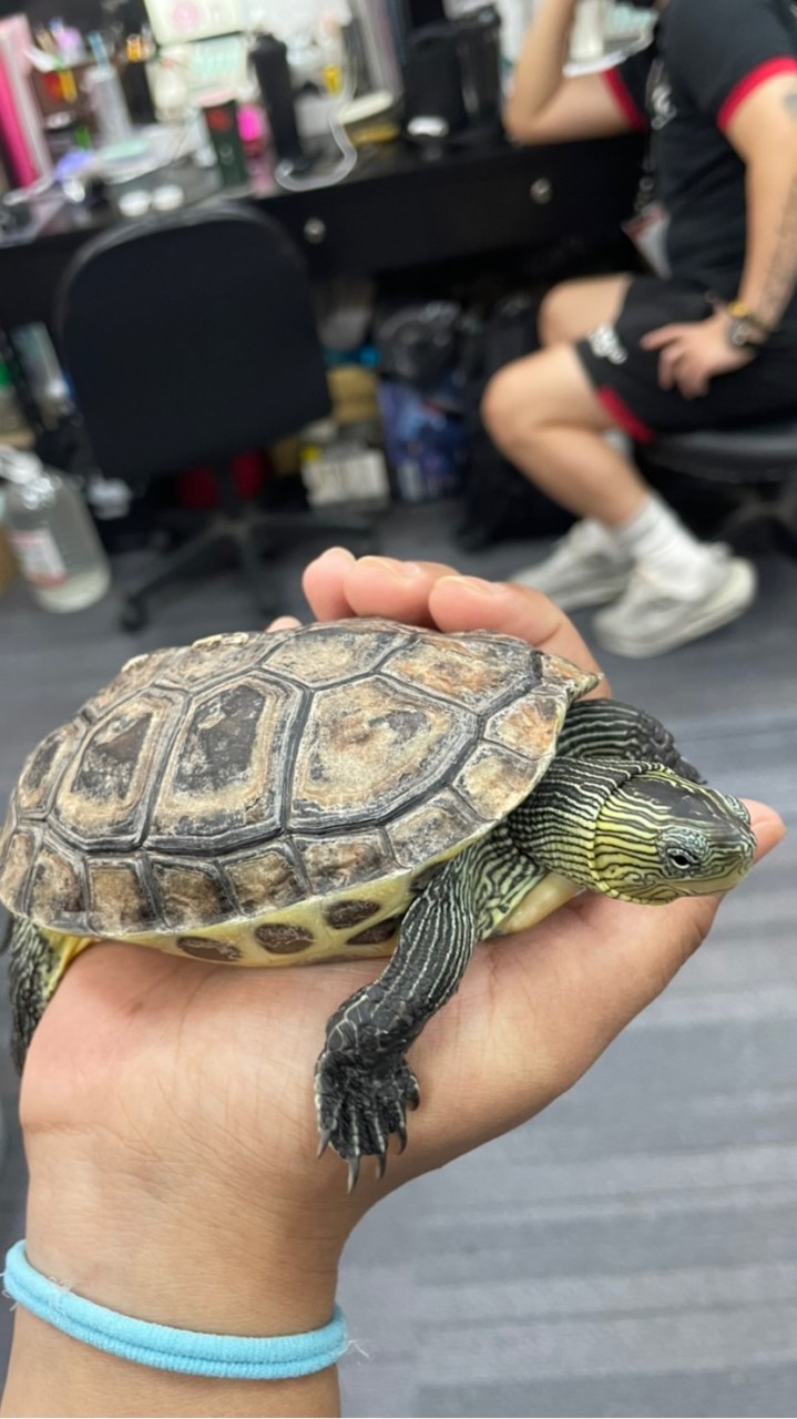泰雅妹仔🐉🐉🐉