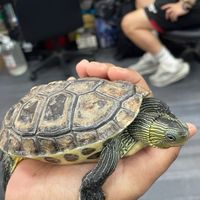 泰雅妹仔🐉🐉🐉