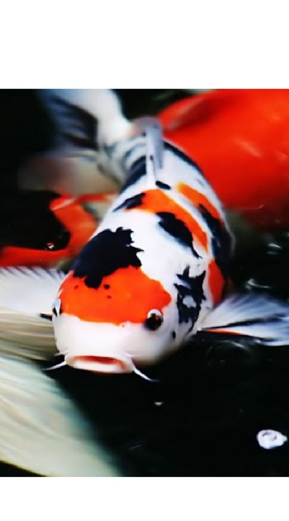 ตลาดปลาคาร์พ​ โพสต์​ ขาย​ แลกเปลี่ยน​ KOI​ Market