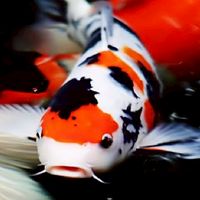 ตลาดปลาคาร์พ​ โพสต์​ ขาย​ แลกเปลี่ยน​ KOI​ Market