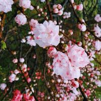 之珮心理師系統排列訊息