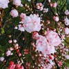 之珮心理師系統排列訊息
