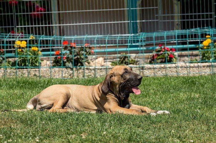 ブリアードの特徴と性格 飼い方 価格相場など