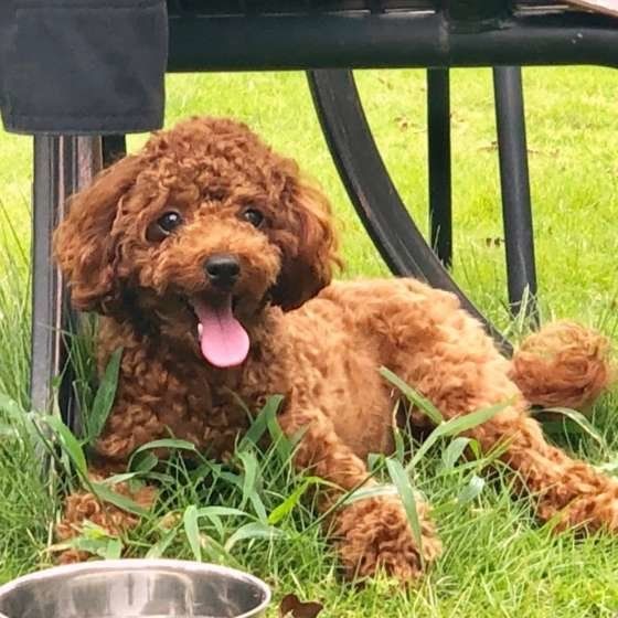 一緒に寝る 服を着せる 犬にとっていいこと 悪いこと いぬのきもちnews