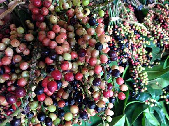 Buah Khas Indonesia Yang Hampir Punah Yuk Lestarikan Lagi Buah Khas Indonesia Yang Hampir Punah Yuk Lestarikan Lagi