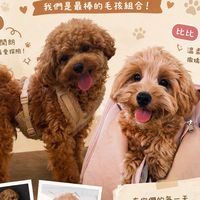 Rolls平價寵物用品社群🐶