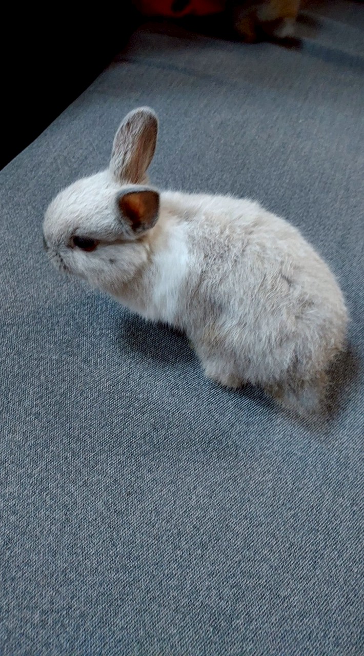 泥豪
