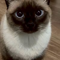 Jaomaew(Nyla) and You!
