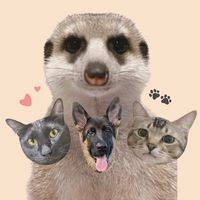 🐾毛毛朋友幫ᴍᴀᴏᴍᴀᴏ ꜰʀɪᴇɴᴅꜱ🤎🖤
